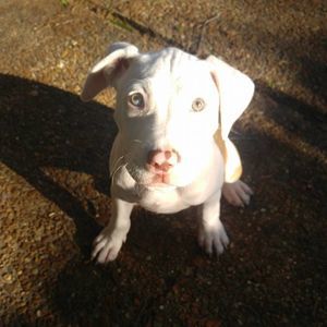 Meet your Posher, Rodney